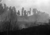 Etna eruzione del 1911, colata lavica nella pineta di Lingua...